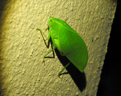 Phyllopterini