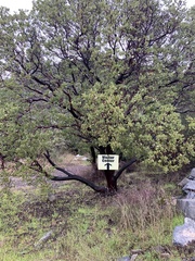 Arctostaphylos viscida