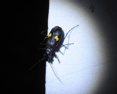 Oxycheila tristis