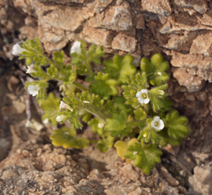 Phacelia rotundifolia