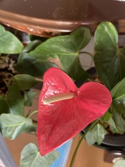 Anthurium andraeanum
