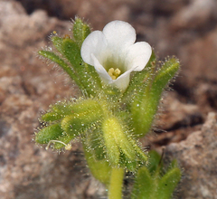 Phacelia rotundifolia