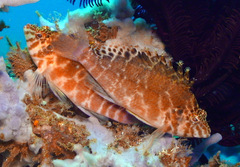 Cirrhitichthys aprinus