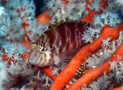 Cirrhitichthys aprinus