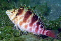 Cirrhitichthys aprinus