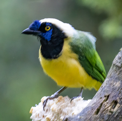 Cyanocorax yncas yncas