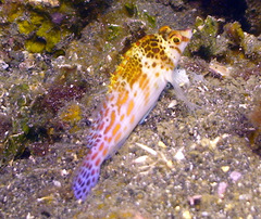 Cirrhitichthys falco