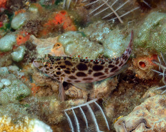 Cirrhitichthys oxycephalus