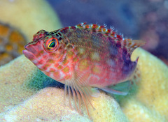 Cirrhitichthys oxycephalus