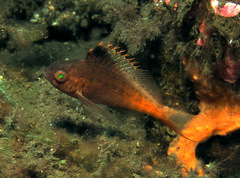 Cyprinocirrhites polyactis