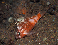 Cyprinocirrhites polyactis