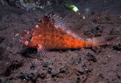 Cyprinocirrhites polyactis