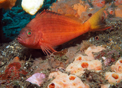 Cyprinocirrhites polyactis