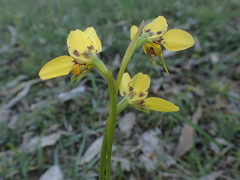 Diuris × palachila