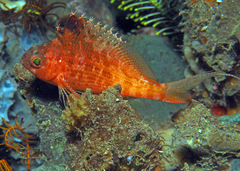 Cyprinocirrhites polyactis