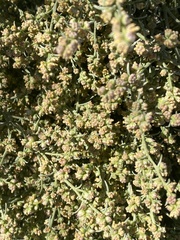Ambrosia salsola