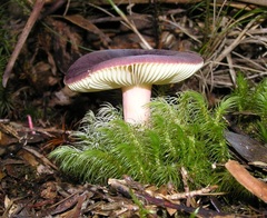 Russula lenkunya