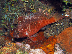 Cyprinocirrhites polyactis