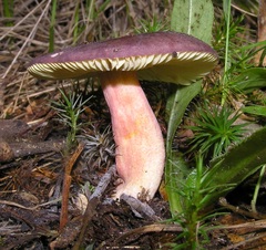 Russula lenkunya