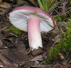 Russula lenkunya