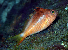 Cyprinocirrhites polyactis