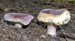 Russula lenkunya