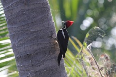 Dryocopus lineatus