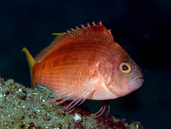 Cyprinocirrhites polyactis