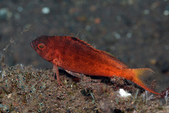 Cyprinocirrhites polyactis