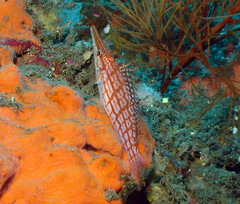 Oxycirrhites typus
