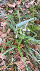 Tradescantia ohiensis