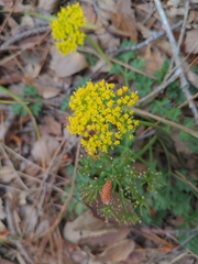 Tauschia