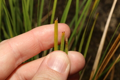 Lomandra fluviatilis