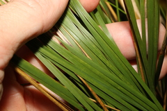 Lomandra fluviatilis