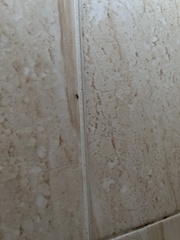 Prenolepis imparis