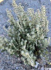 Cryptantha barbigera