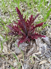 Dasistoma macrophylla