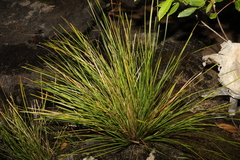 Lomandra fluviatilis