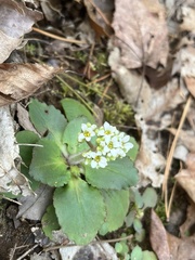Micranthes virginiensis