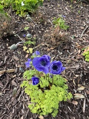 Papaver somniferum