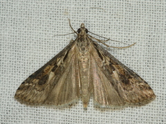 Nomophila corticalis
