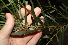 Acacia floribunda
