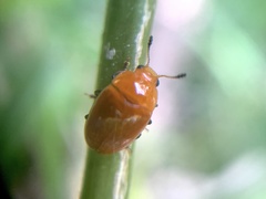 Mycomystes nigriventris