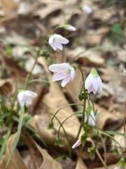 Claytonia virginica