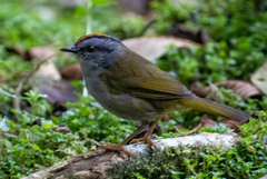 Myiothlypis coronata