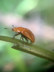 Mycomystes nigriventris