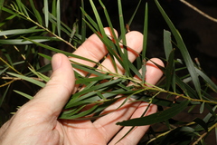 Acacia floribunda