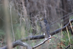 Strepera versicolor arguta