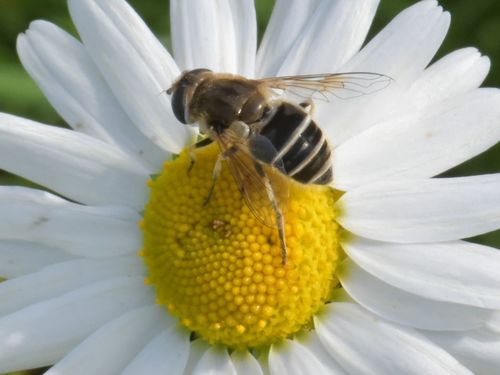 Eurasian Drone Fly, Wijchen, Nederland, photo 7 of 10