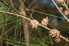 Cylindrococcus spiniferus
